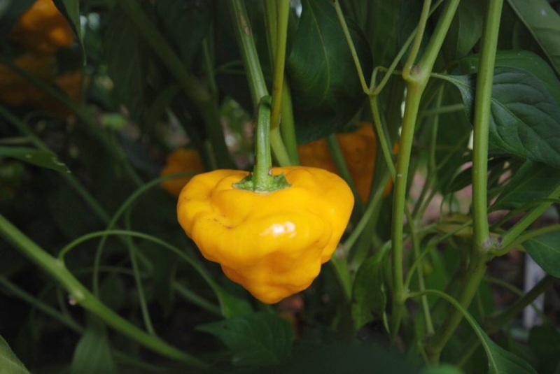 Squash Jamaican Yellow