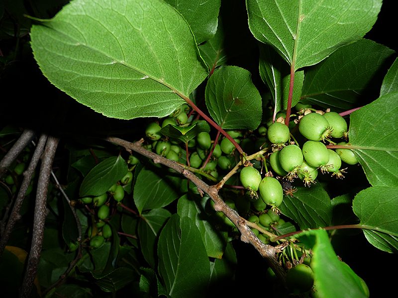 kiwi