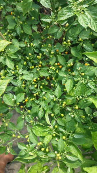 Aji Charapita