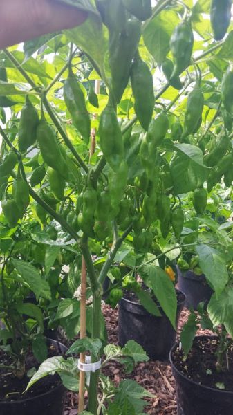 Habanero Neon