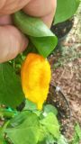 Nagabrain Yellow.