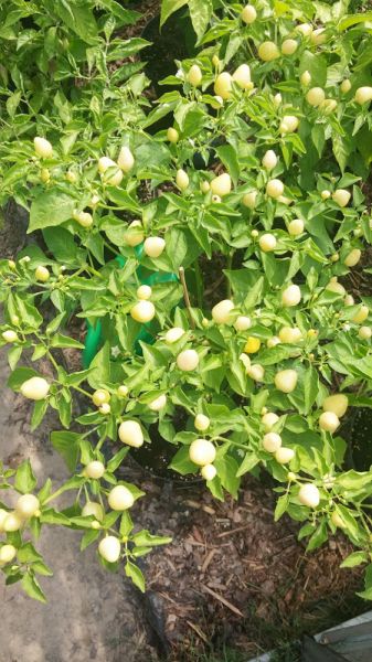 Pimenta Trepadeira do Werner