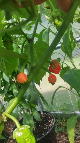 7 pot bubblegum