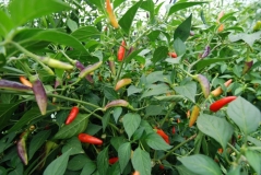 Twilight chilli