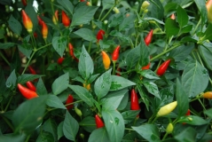 Twilight chilli