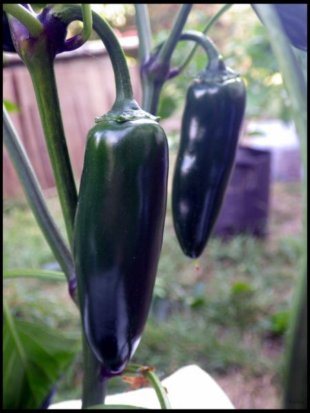 IMGP1091_1