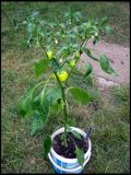 IMGP1092_1