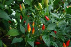 Twilight chilli