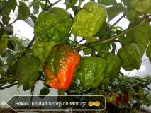 Peklo dozrieva Trinidad Scorpion Moruga