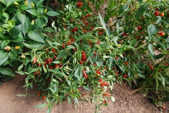 Zimbabwe Bird chilli