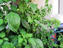IMG_20180717_205310