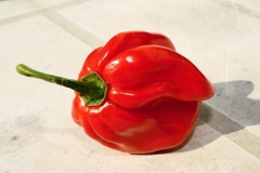 Habanero