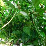 DSCN0219