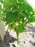 IMG_20180720_102259