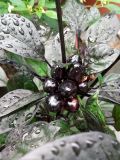 Chilli BLACK PEARL