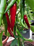 Chilli CAYENNE LONG SLIM