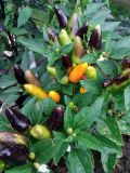 Chilli CONICAL KORDARA YELLOW