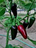 Chilli JALAPEŇO PURPLE