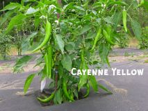 CayenneYellow_1