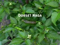 DorsetNaga_1