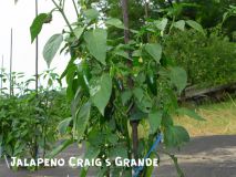 JalapenoGrande_1