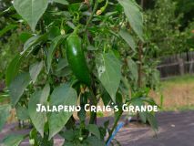 JalapenoGrande_2