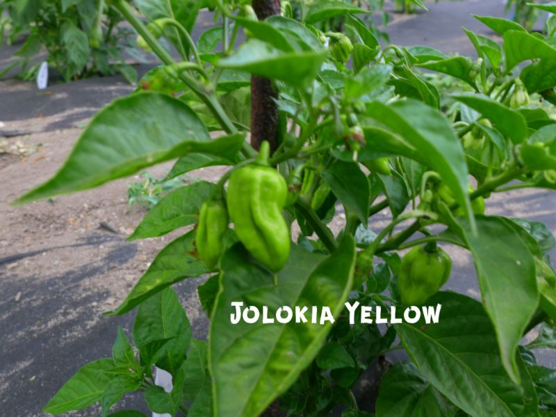 JolokiaYellow_1