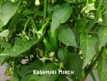 KashmiriMirch_1