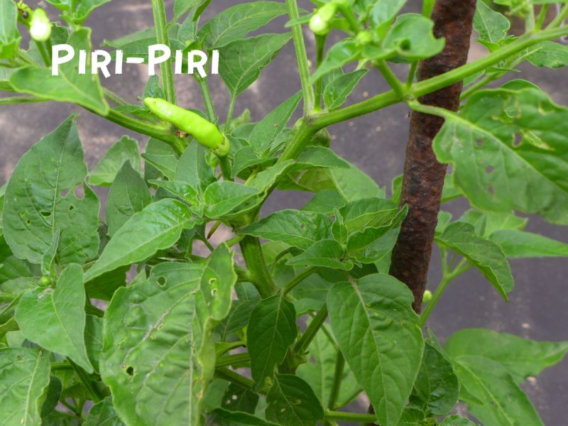 PiriPiri_1