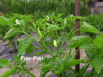 PiriPiri_2