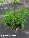 BrownBhutlah1