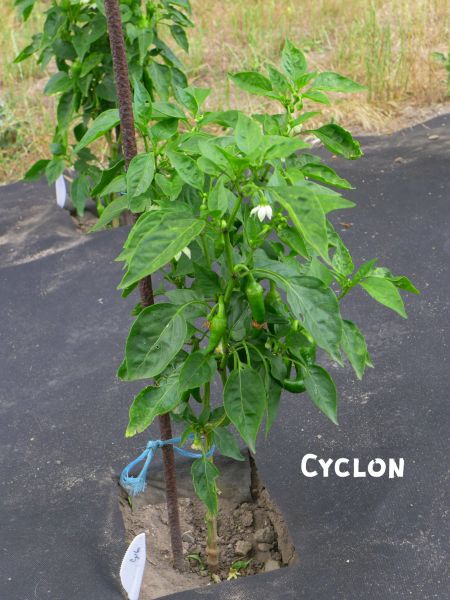 Cyclon1