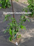 JalapenoGrande1