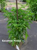 KashmiriMirch1