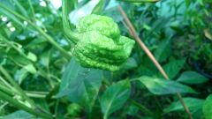 IMG_20180720_171517