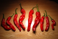 Red Peter Peppers (Pennis pepper)