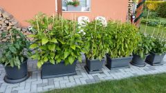 Papričky 15. 6.2018_1
