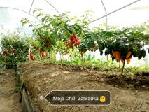 Chilli Záhradka