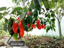 Dorset naga