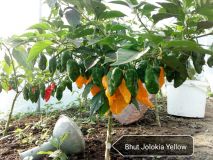 Bhut Jolokia Yellow