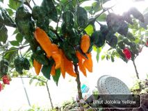 Bhut Jolokia Yellow