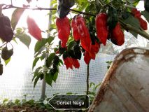 Dorset naga