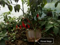 Dorset Naga