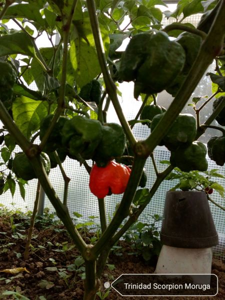 Trinidad Scorpion Moruga