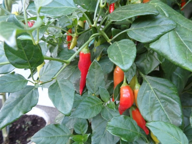286-Aji Cristal