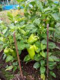 IMG_20180726_170931
