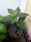 IMG_20180725_153105