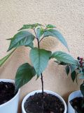 IMG_20180725_153057