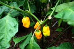 Habanero Yellow