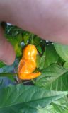 Orange Fatalii